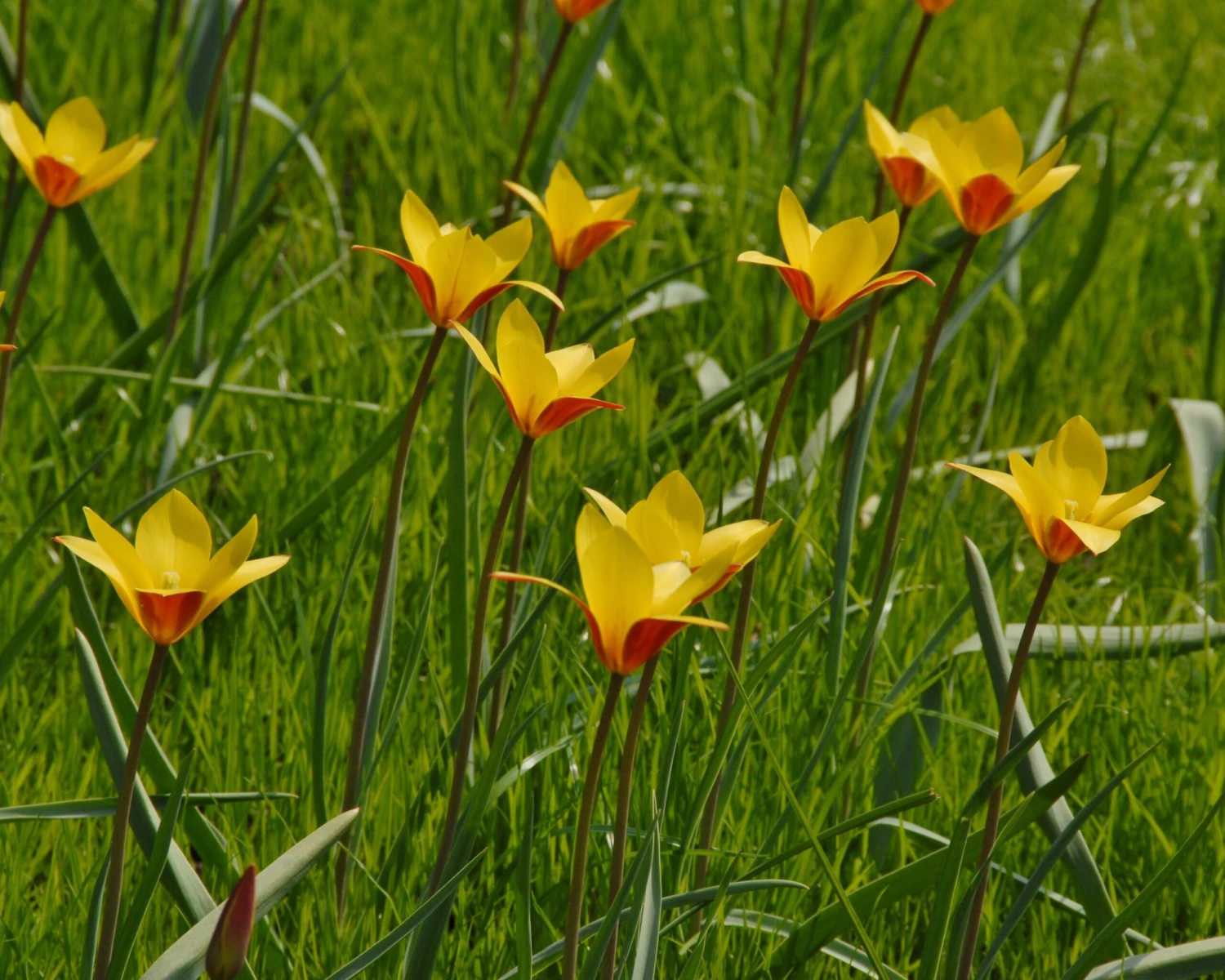 Tulip Clusiana Var. Chrysantha - Image 5