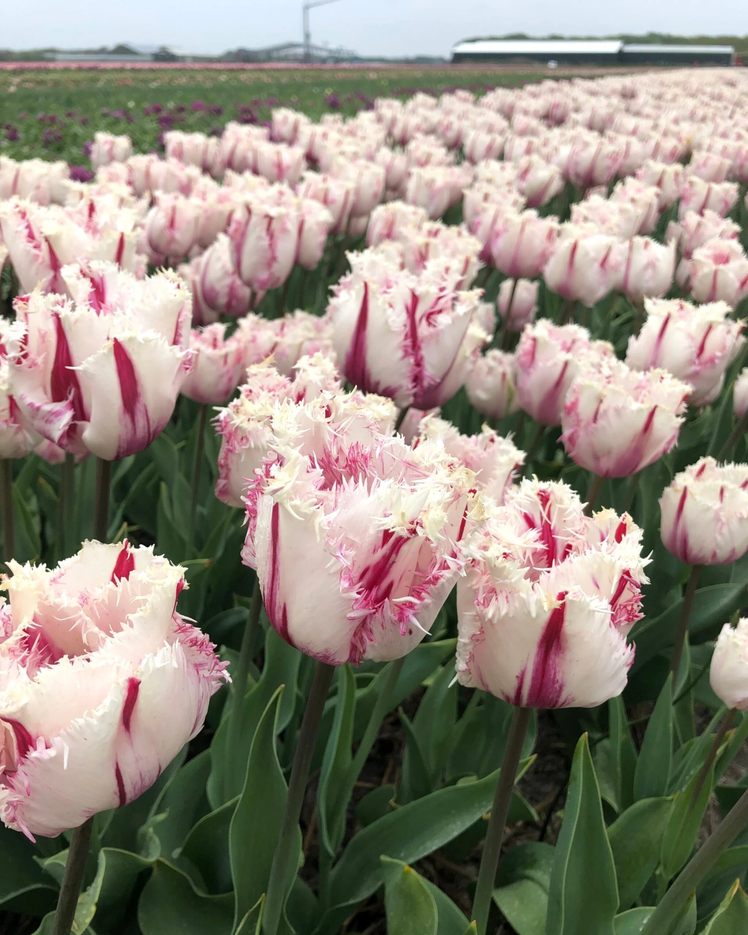 Tulip 'Coldplay' - Image 2