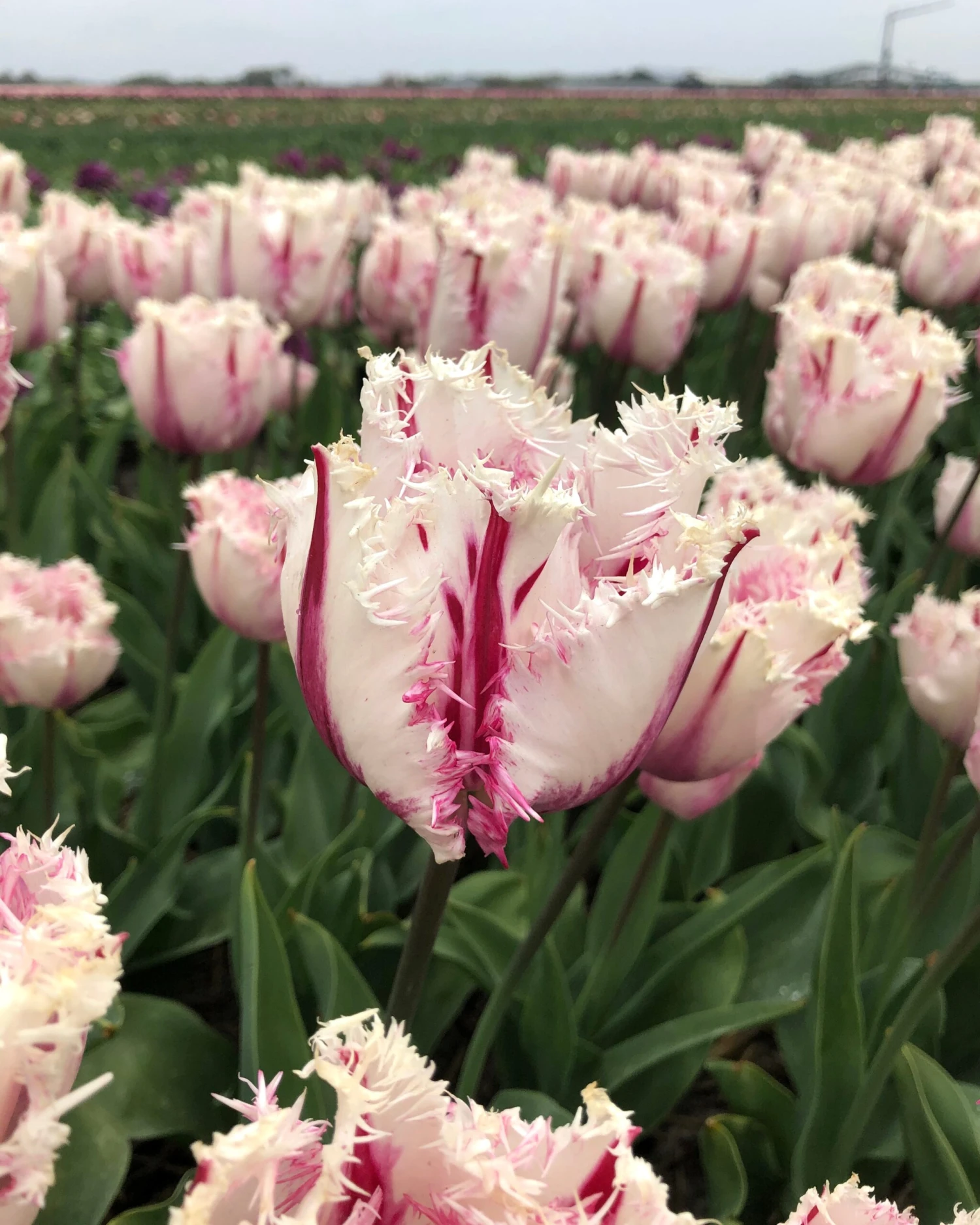 Tulip 'Coldplay' - Image 9
