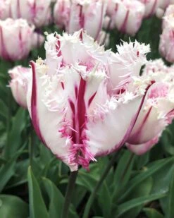 Tulip 'Coldplay'