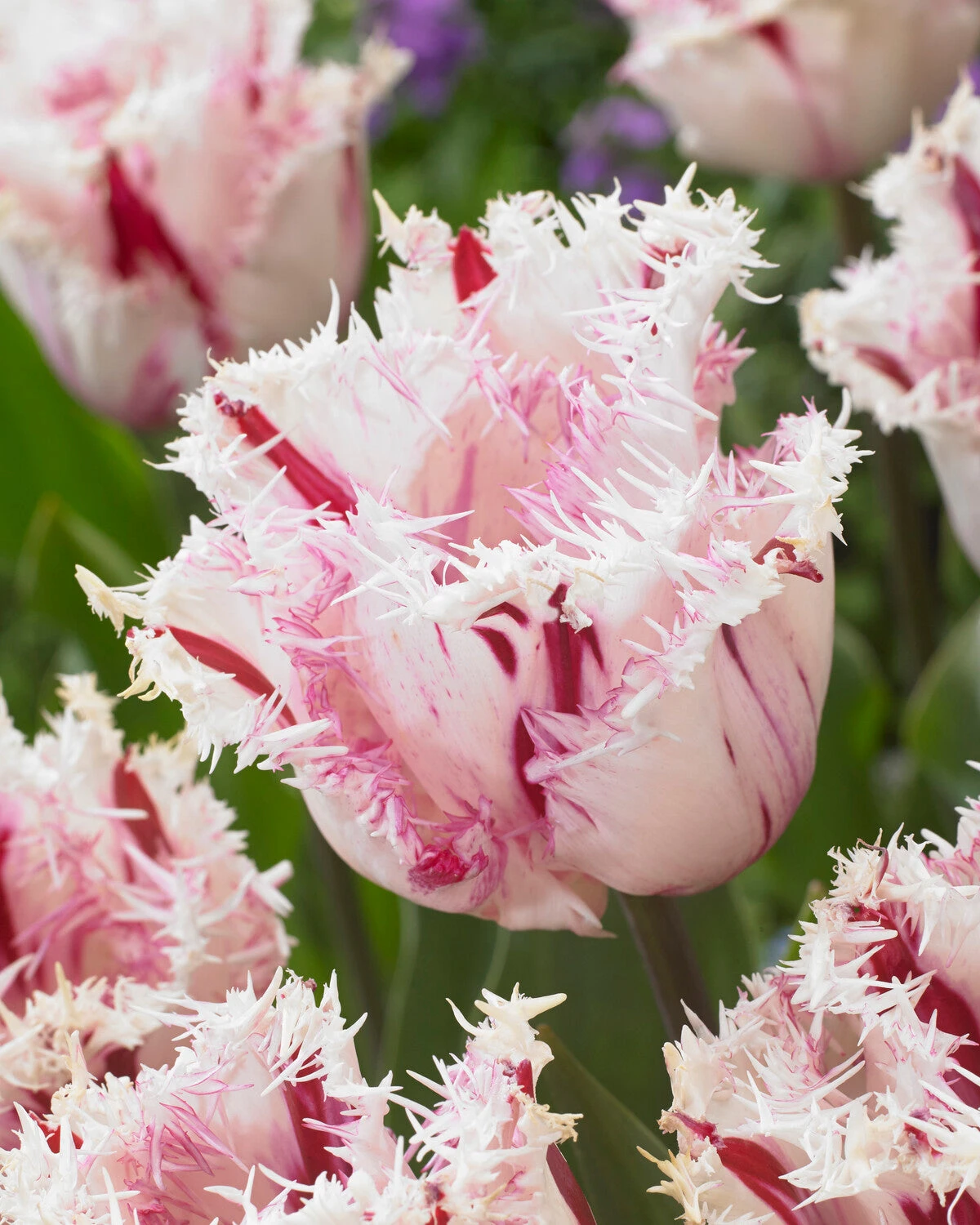 Tulip 'Coldplay' - Image 3