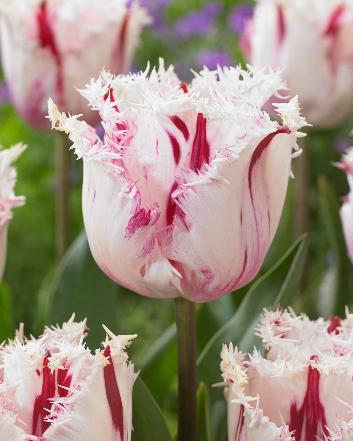 Tulip 'Coldplay' - Image 5