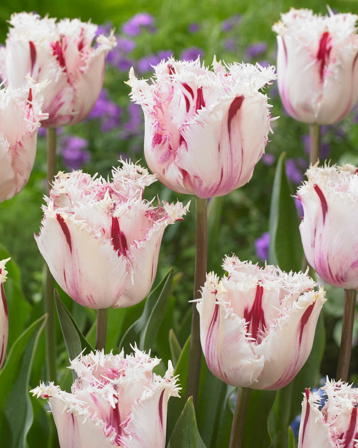 Tulip 'Coldplay' - Image 7