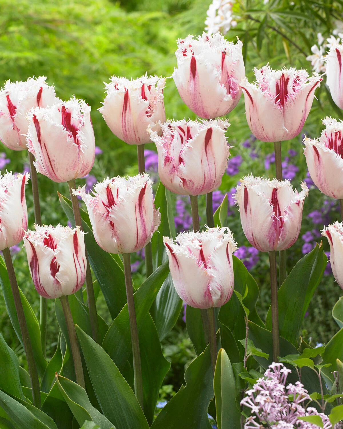 Tulip 'Coldplay' - Image 4