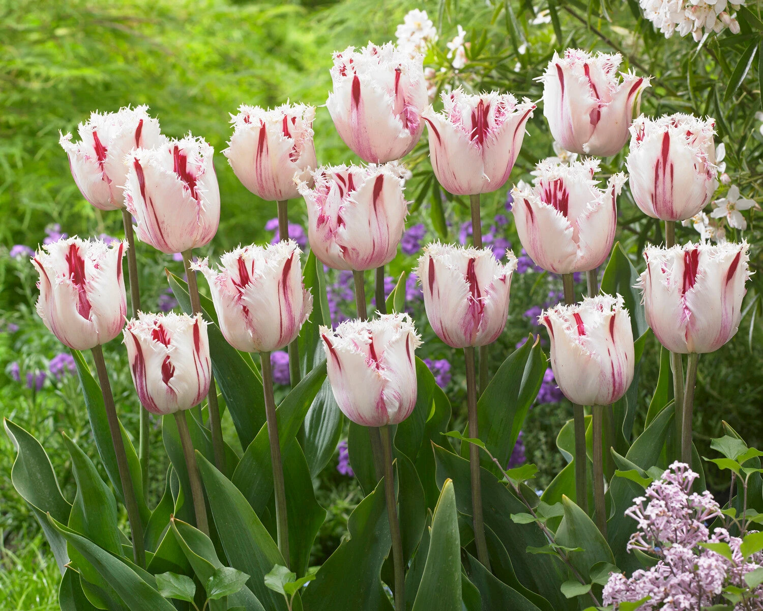 Tulip 'Coldplay' - Image 6