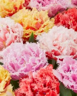 Tulip Collection 'Down Under'