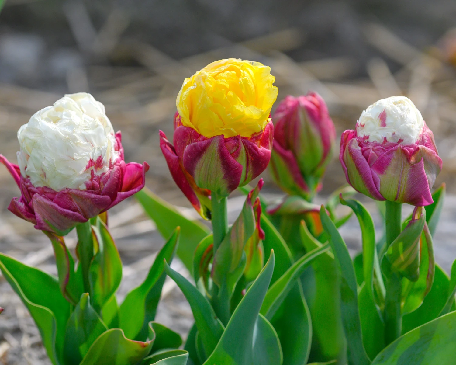 Tulip Collection 'Gelato' - Image 2