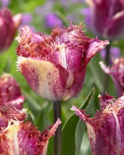 Tulip 'Colour Fusion'