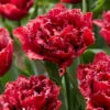 Tulip 'Cranberry Thistle'