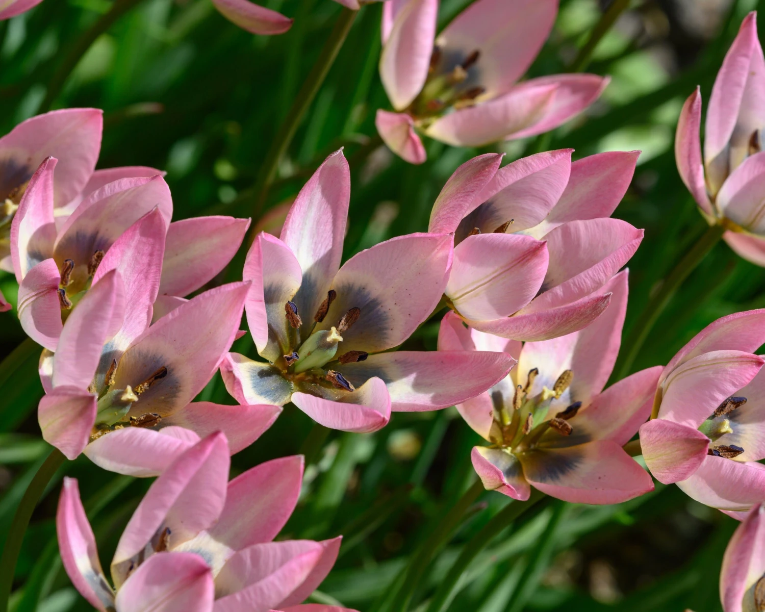 Tulip 'Danique' - Image 6