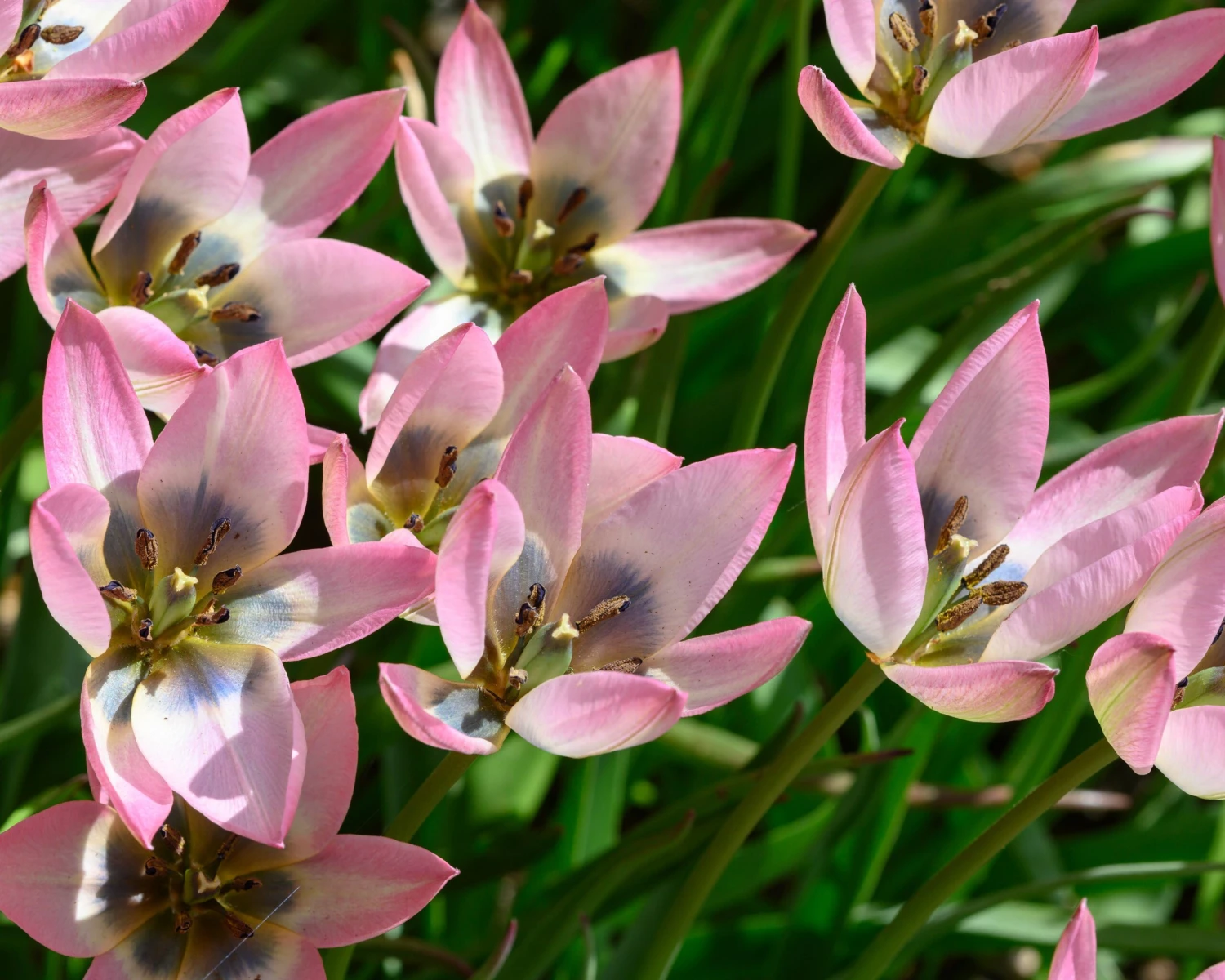 Tulip 'Danique' - Image 4