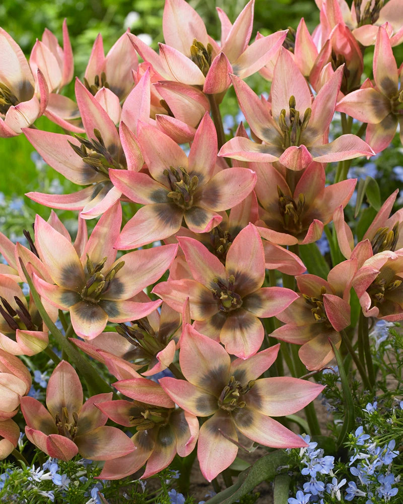 Tulip 'Danique' - Image 7