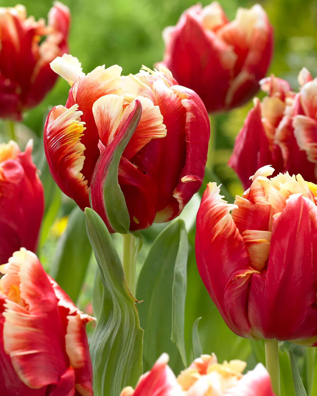 Tulip 'Dee Jay Parrot' - Image 9