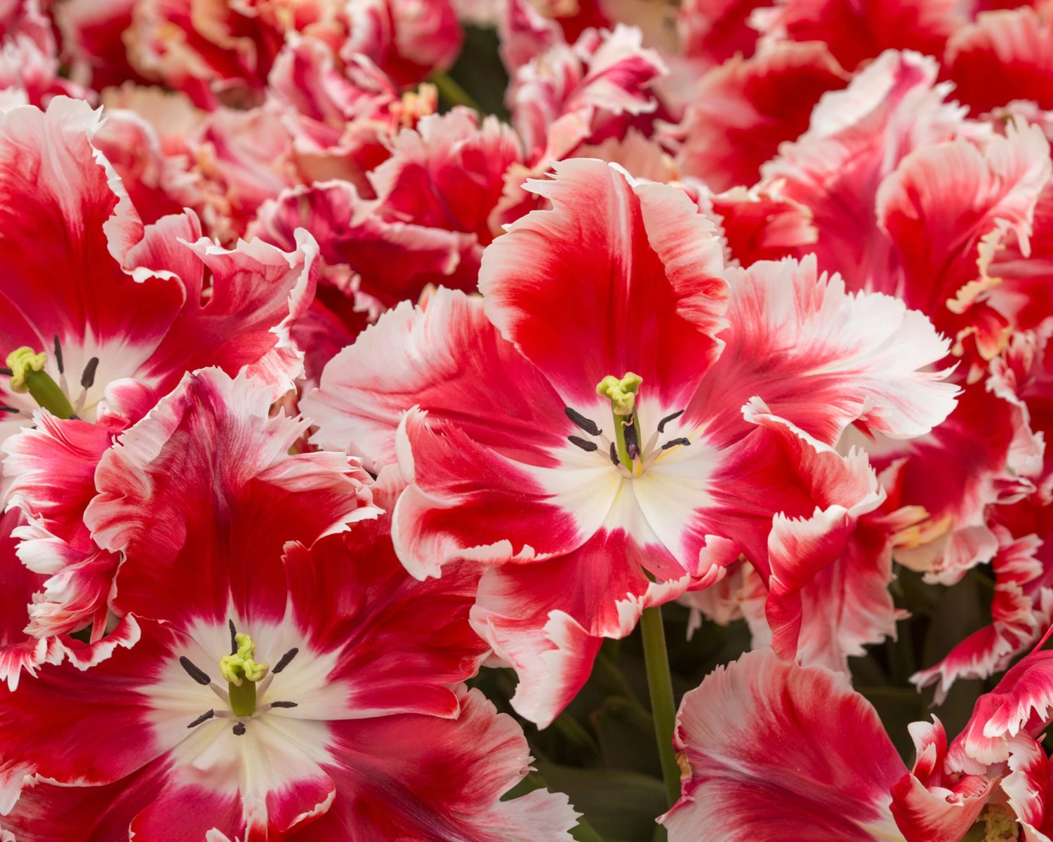 Tulip 'Dee Jay Parrot' - Image 11