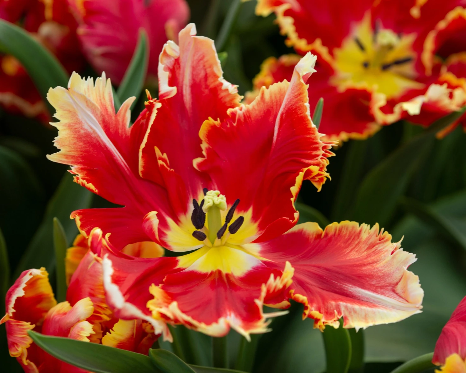 Tulip 'Dee Jay Parrot' - Image 6