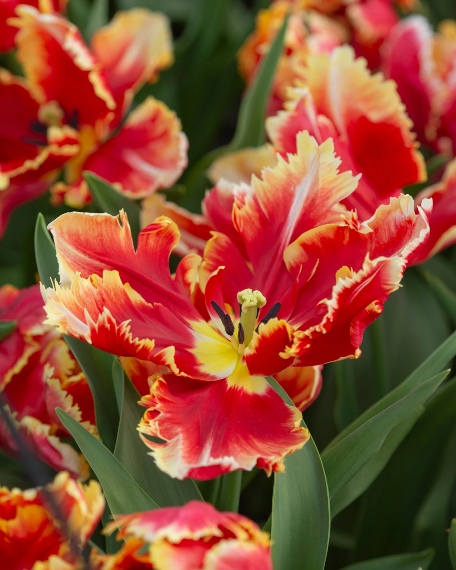 Tulip 'Dee Jay Parrot' - Image 2