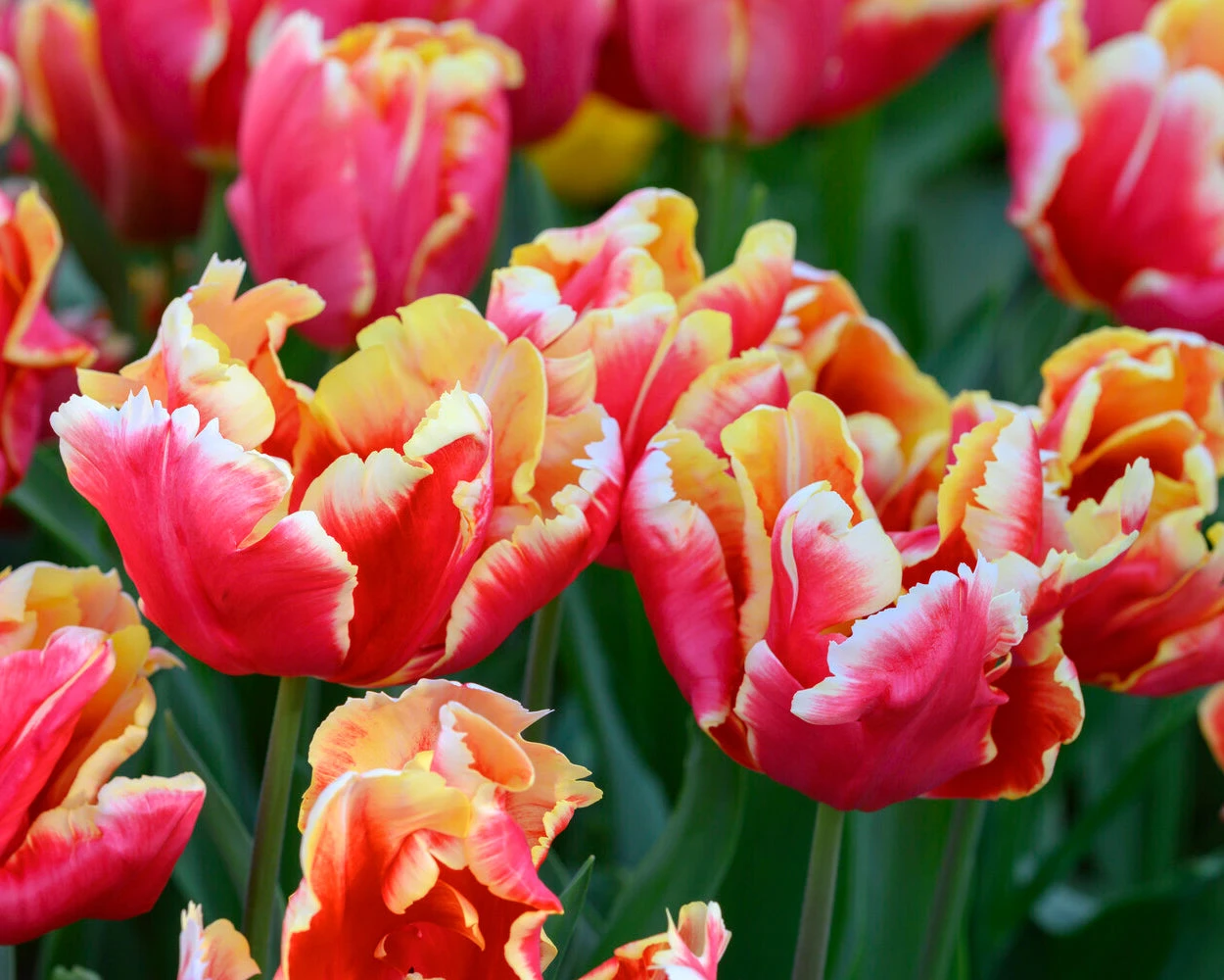 Tulip 'Dee Jay Parrot' - Image 3