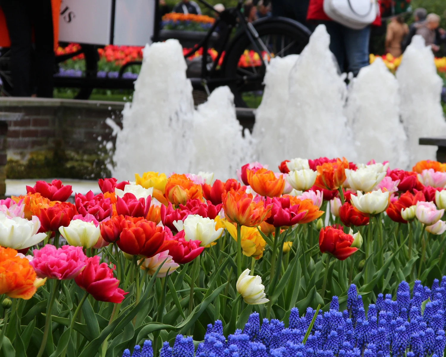 Tulip 'Double Mixed' - Image 7