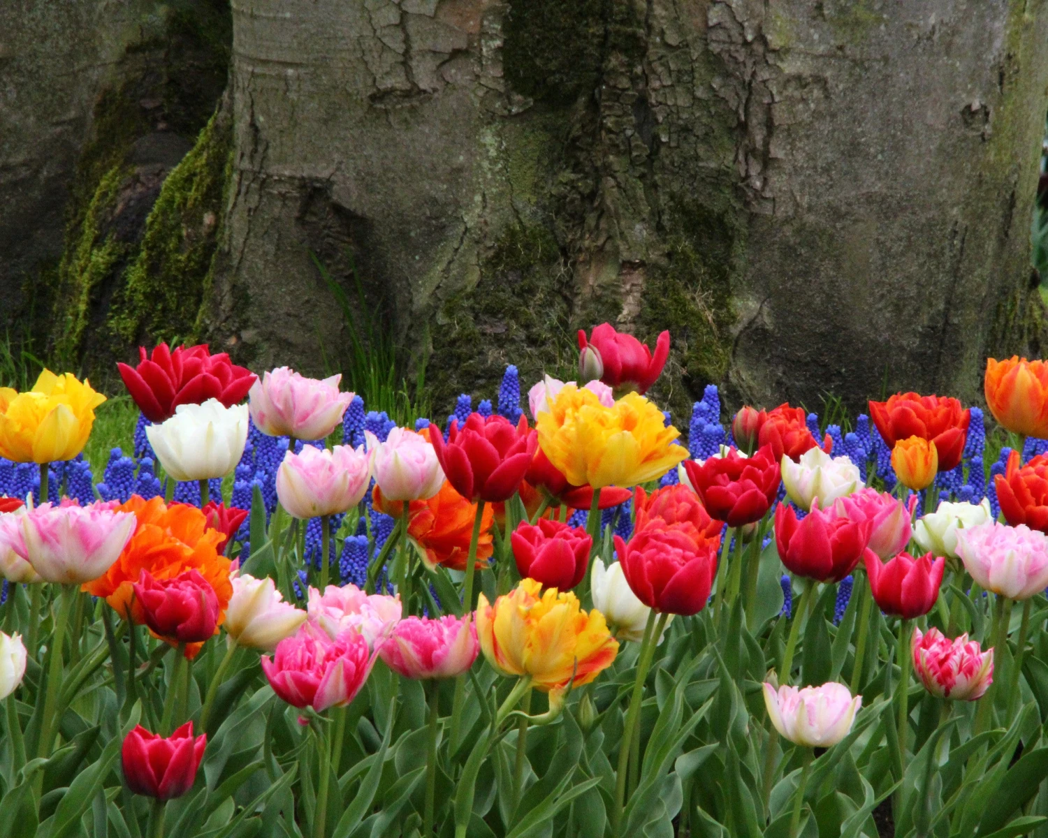 Tulip 'Double Mixed' - Image 6