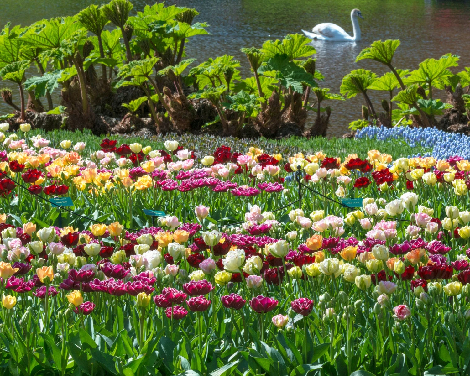 Tulip 'Double Mixed' - Image 5