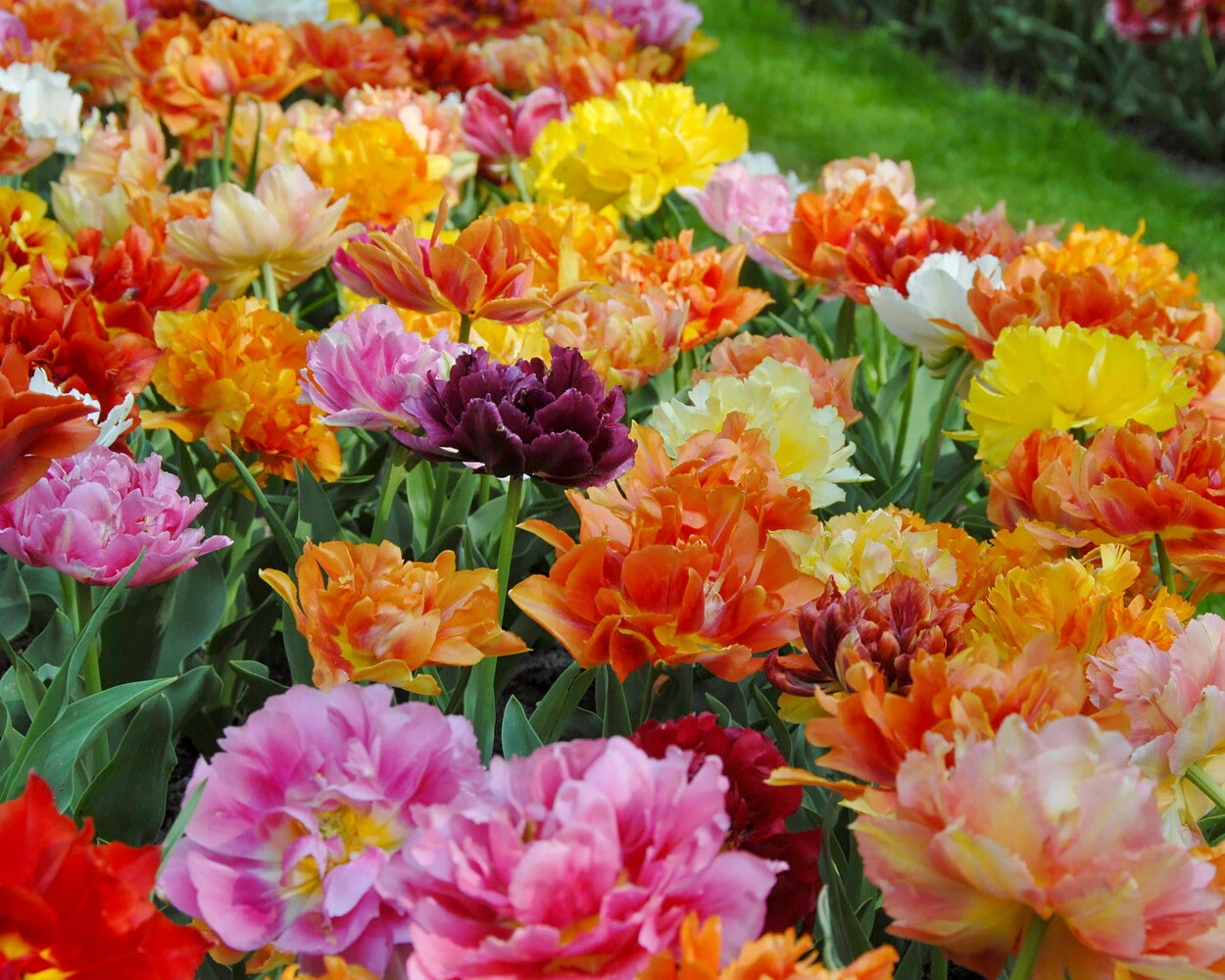 Tulip 'Double Mixed' - Image 3