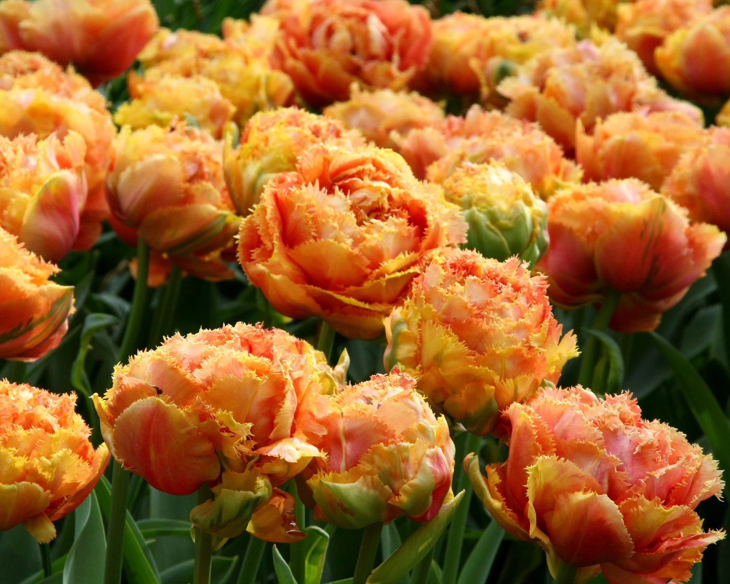 Tulip 'Sensual Touch' - Image 4