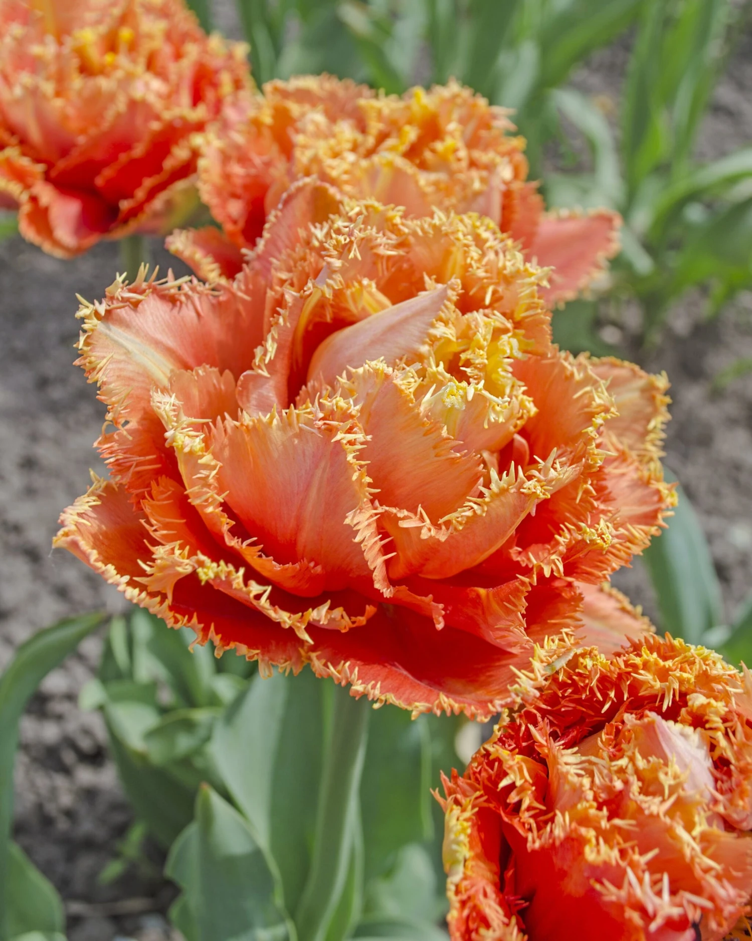 Tulip 'Sensual Touch'
