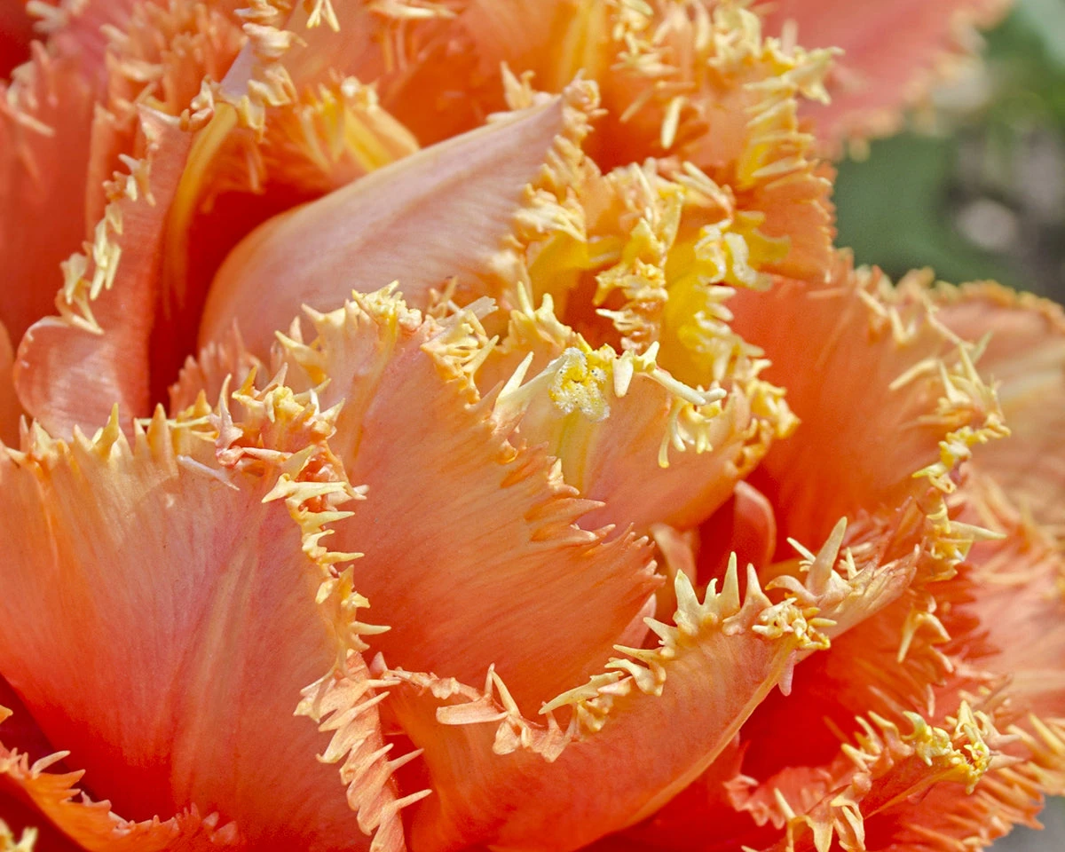 Tulip 'Sensual Touch' - Image 5