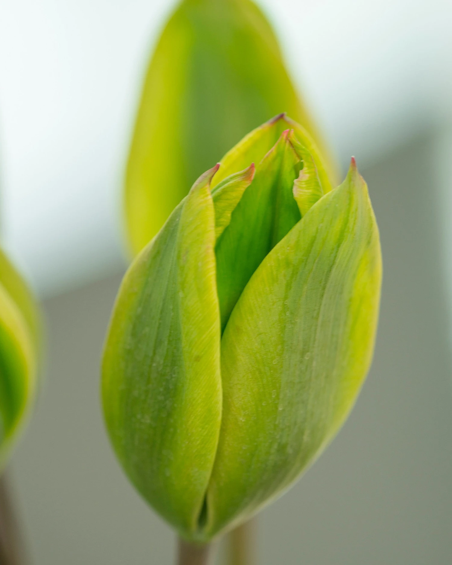 Tulip 'Evergreen' - Image 3