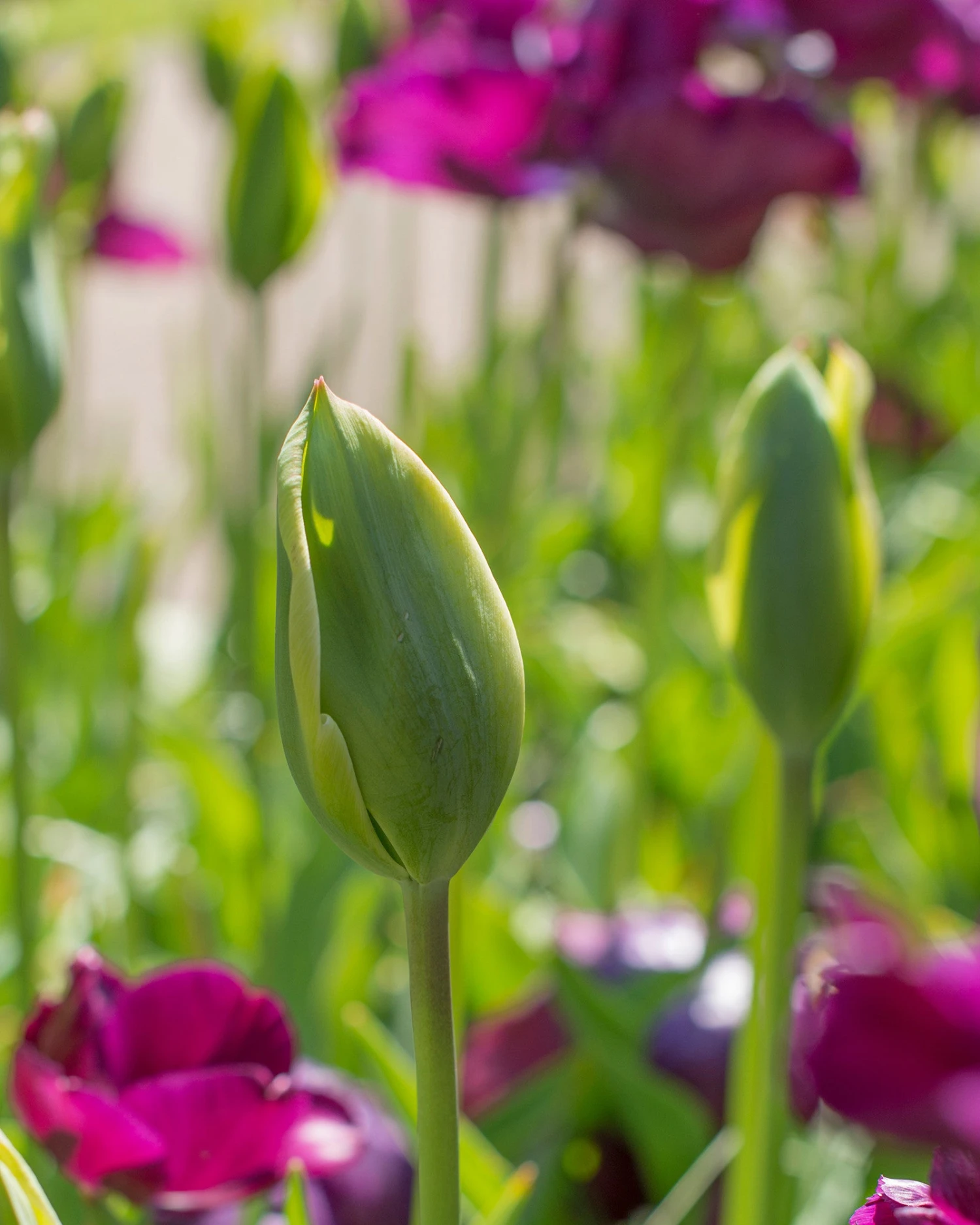 Tulip 'Evergreen' - Image 5