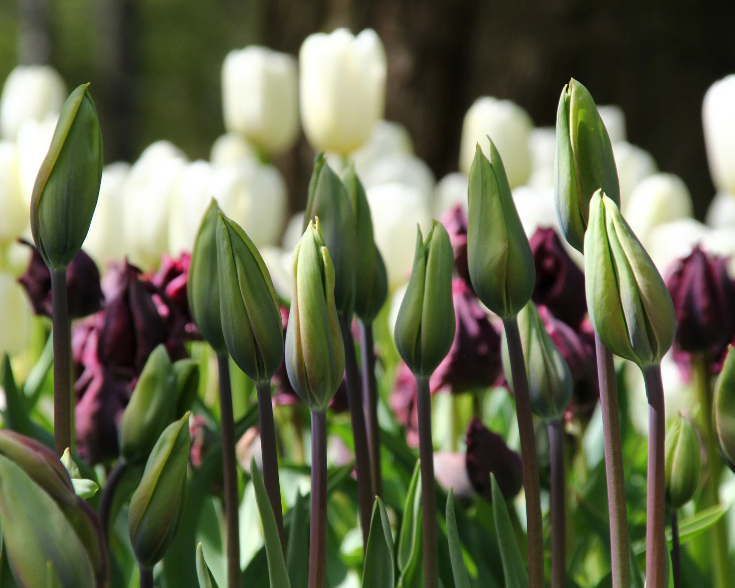 Tulip 'Evergreen' - Image 2