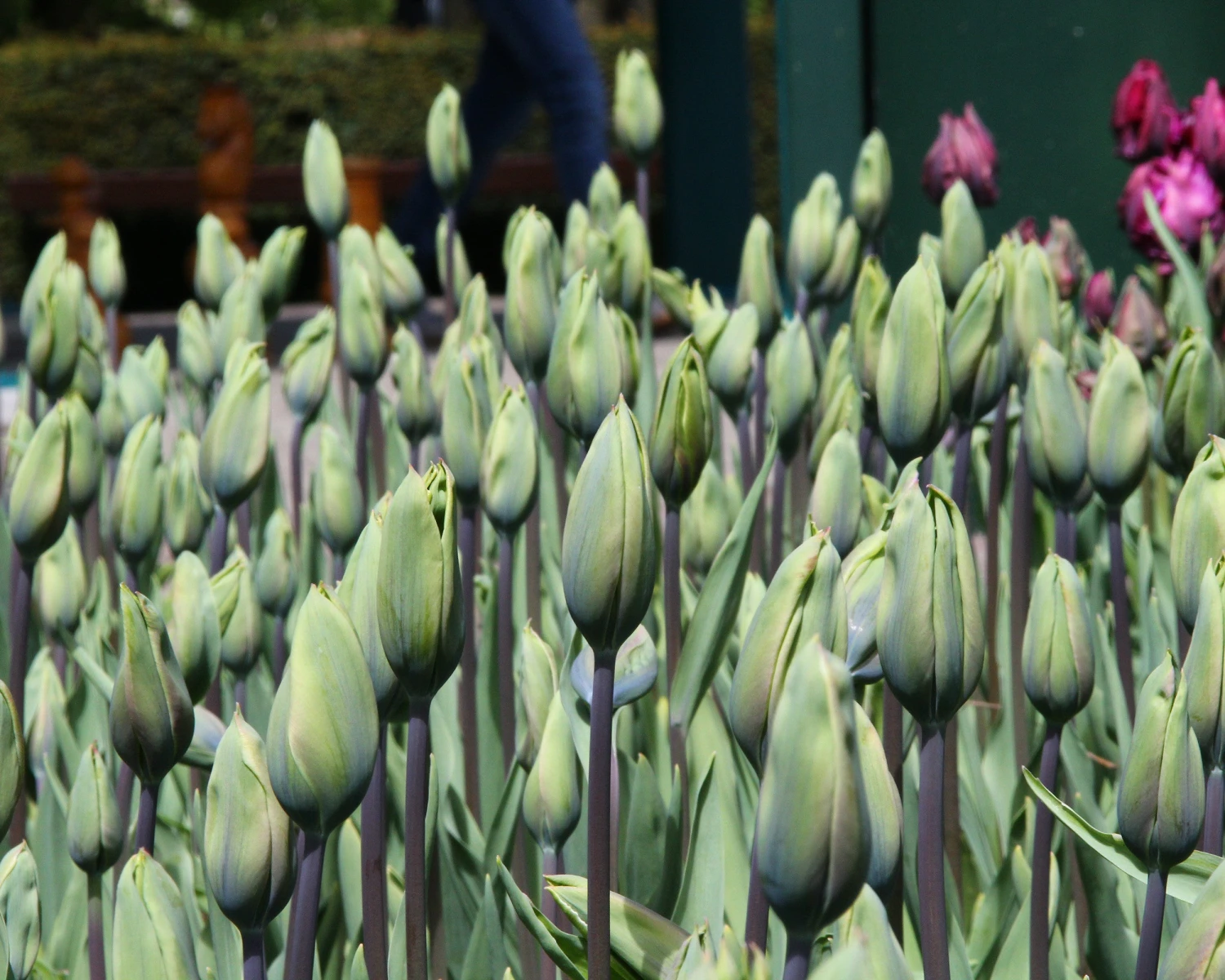 Tulip 'Evergreen' - Image 4