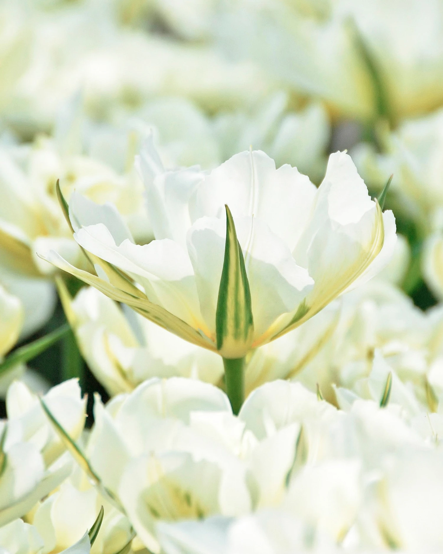 Tulip 'Exotic Emperor'