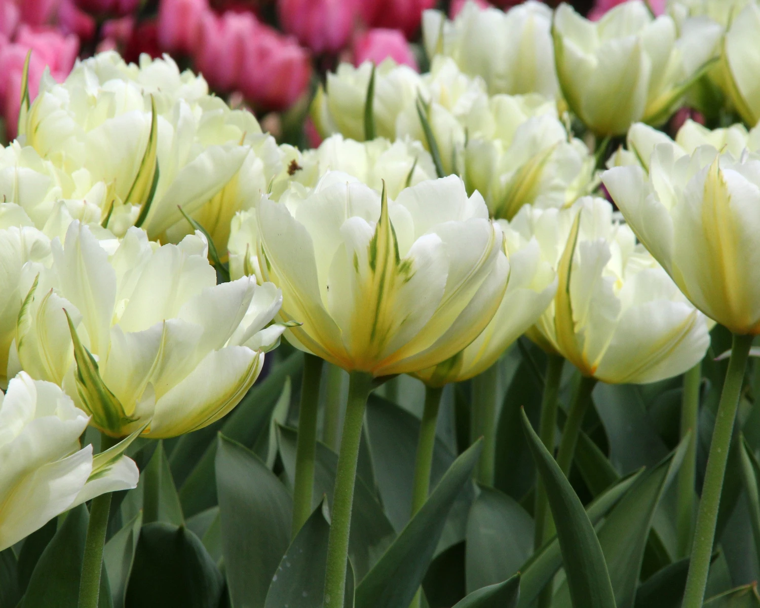 Tulip 'Exotic Emperor' - Image 4