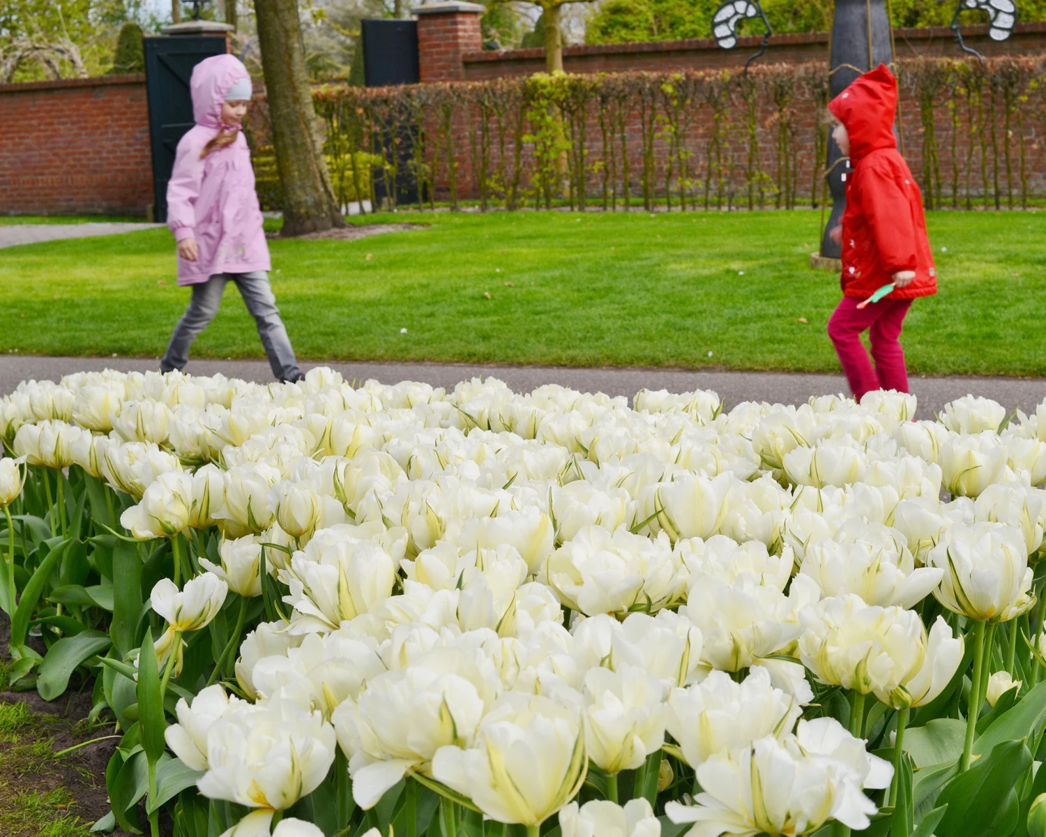 Tulip 'Exotic Emperor' - Image 2