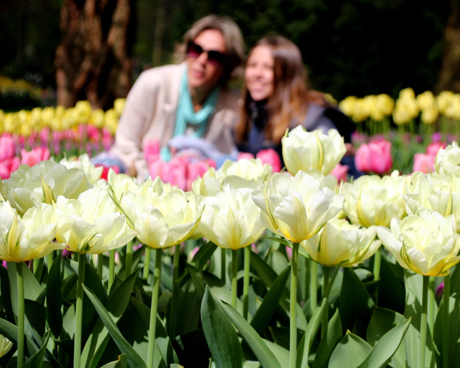 Tulip 'Exotic Emperor' - Image 6