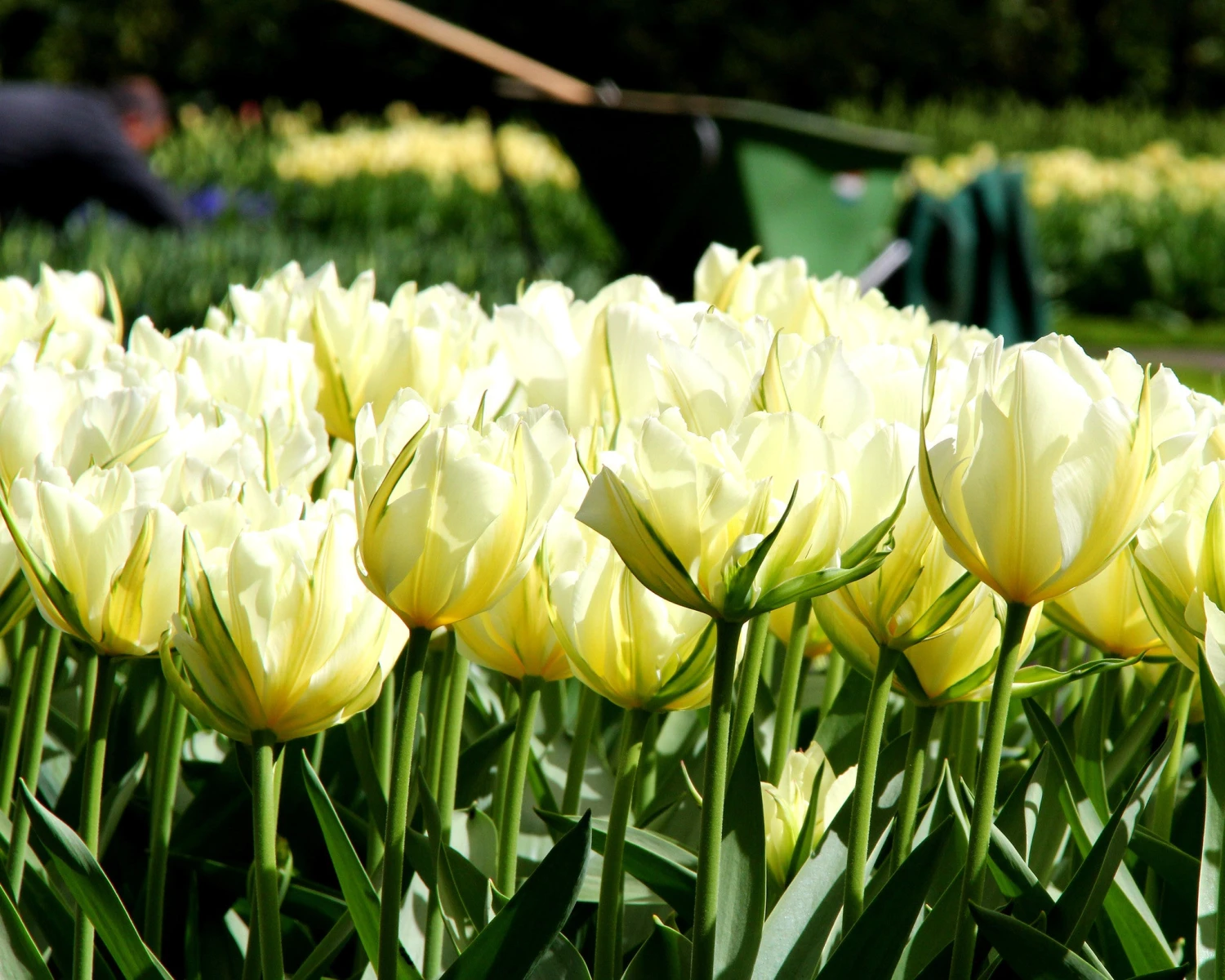 Tulip 'Exotic Emperor' - Image 9