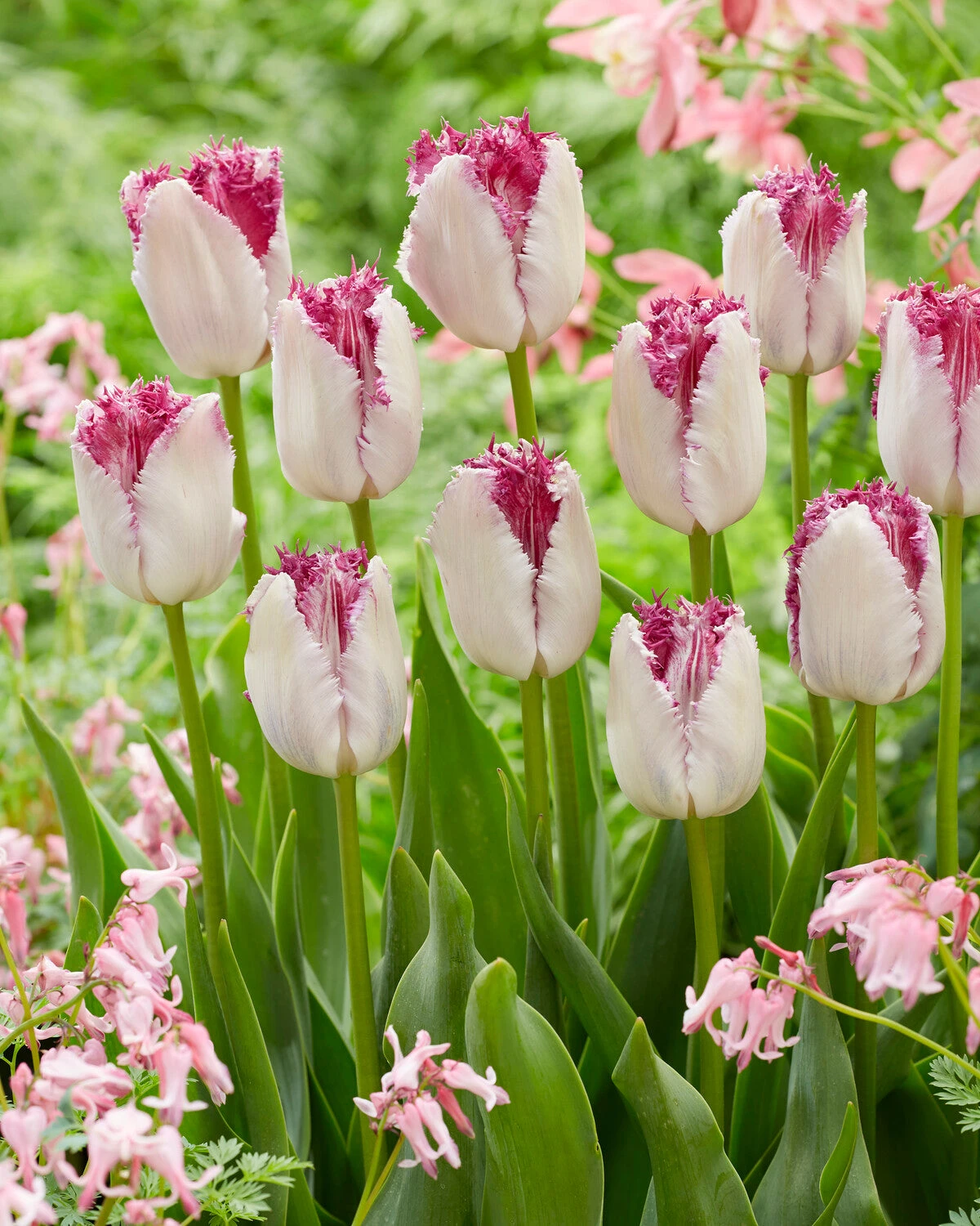 Tulip 'Eyelash' - Image 3