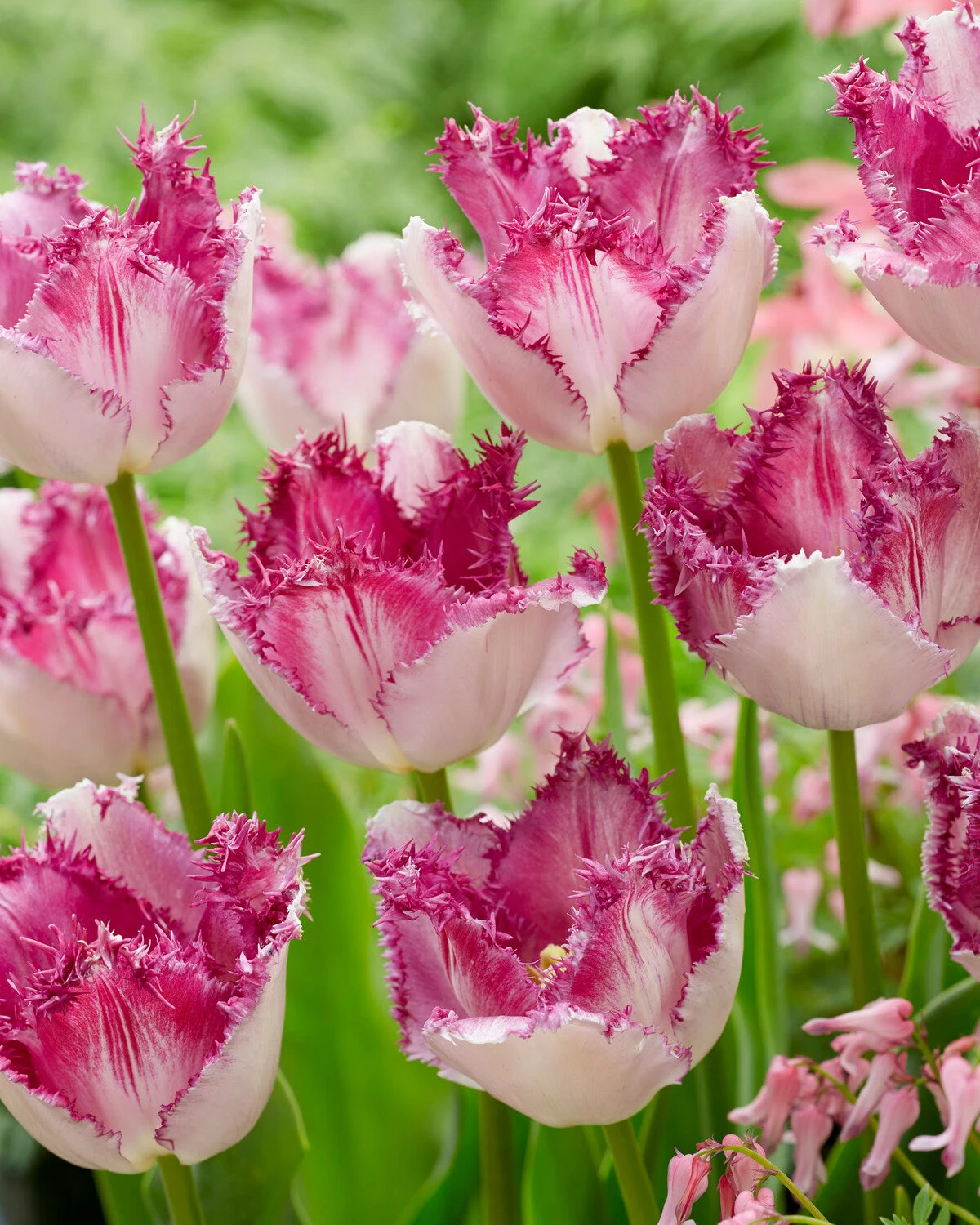 Tulip 'Eyelash' - Image 2