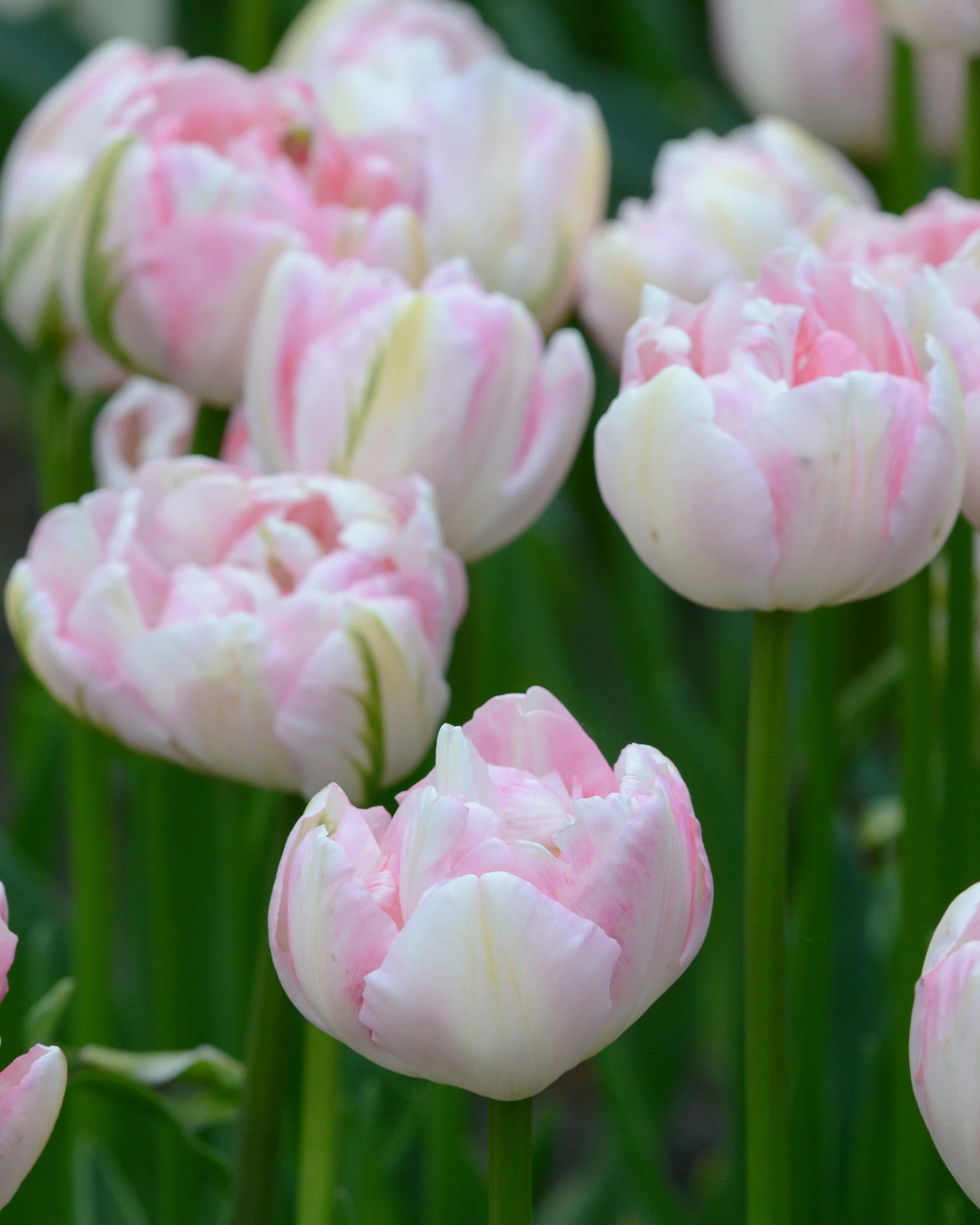 Tulip 'Finola' - Image 3