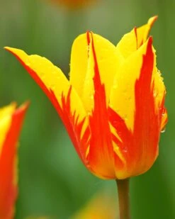 Tulip 'Fireworks'