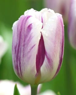 Tulip 'Flaming Flag'