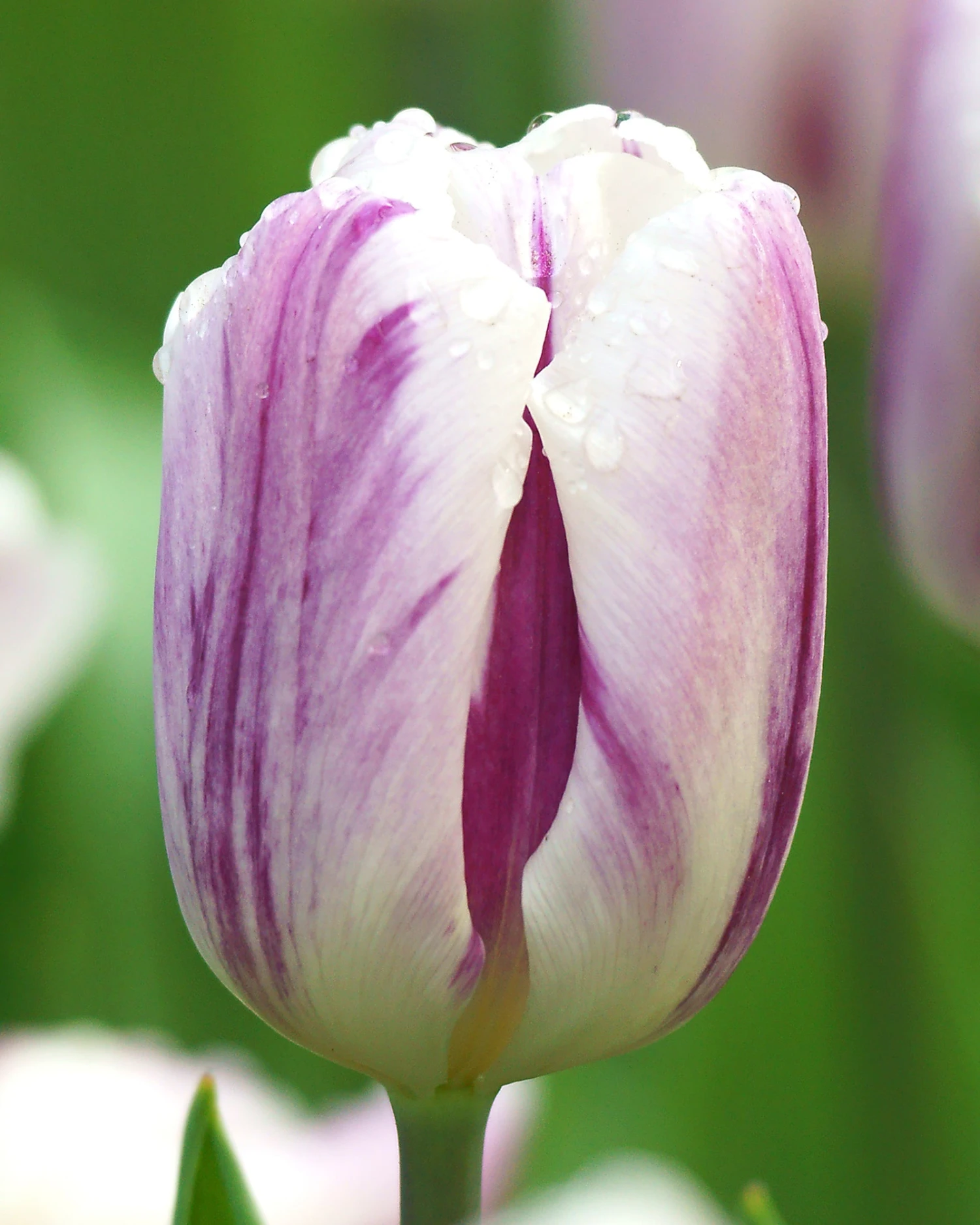 Tulip 'Flaming Flag'