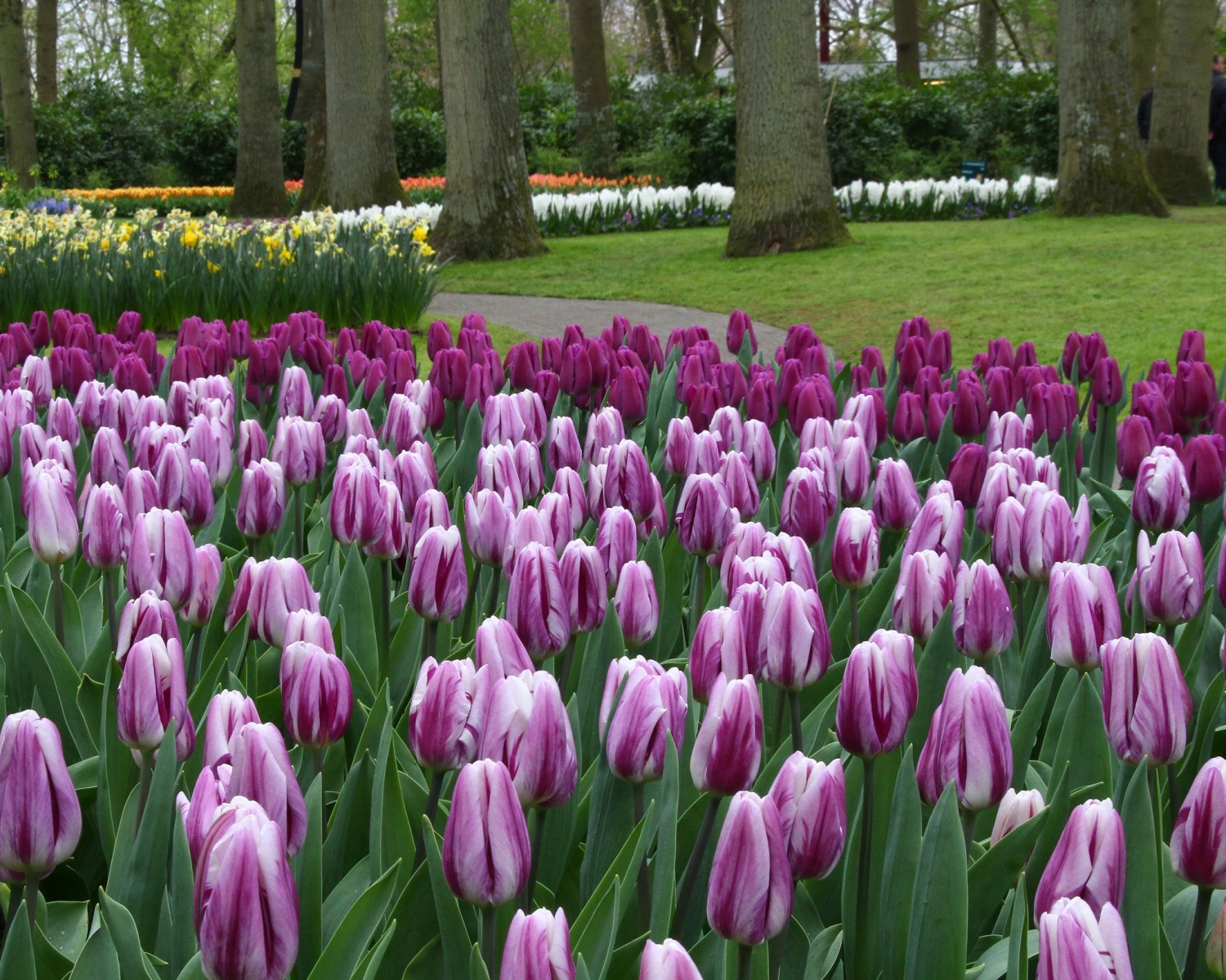 Tulip 'Flaming Flag' - Image 2