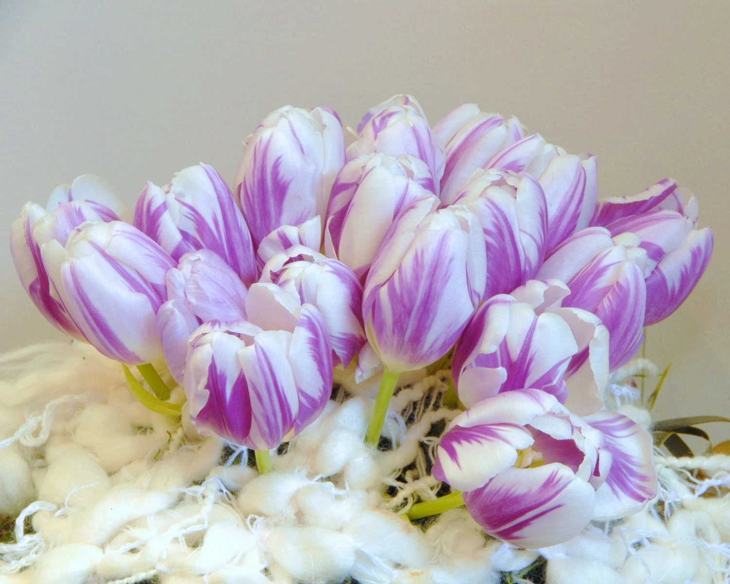 Tulip 'Flaming Flag' - Image 7