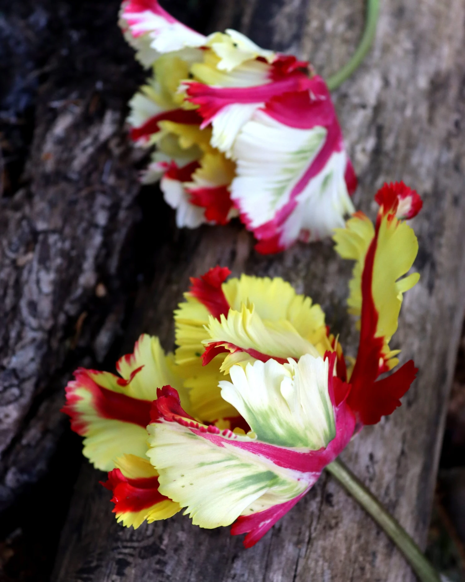 Tulip 'Flaming Parrot' - Image 3
