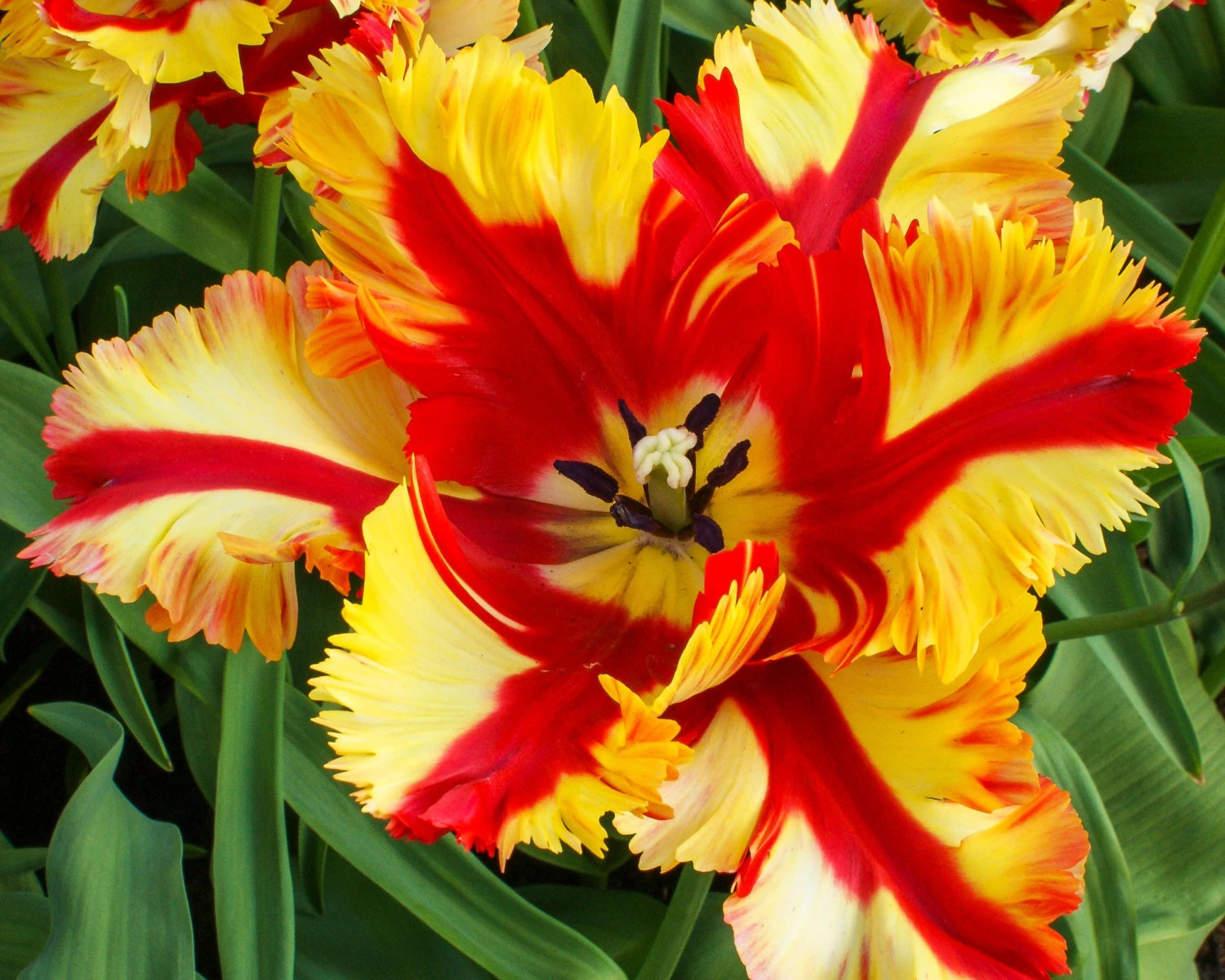 Tulip 'Flaming Parrot' - Image 7