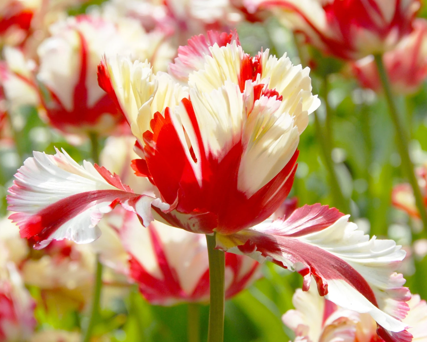Tulip 'Flaming Parrot' - Image 4
