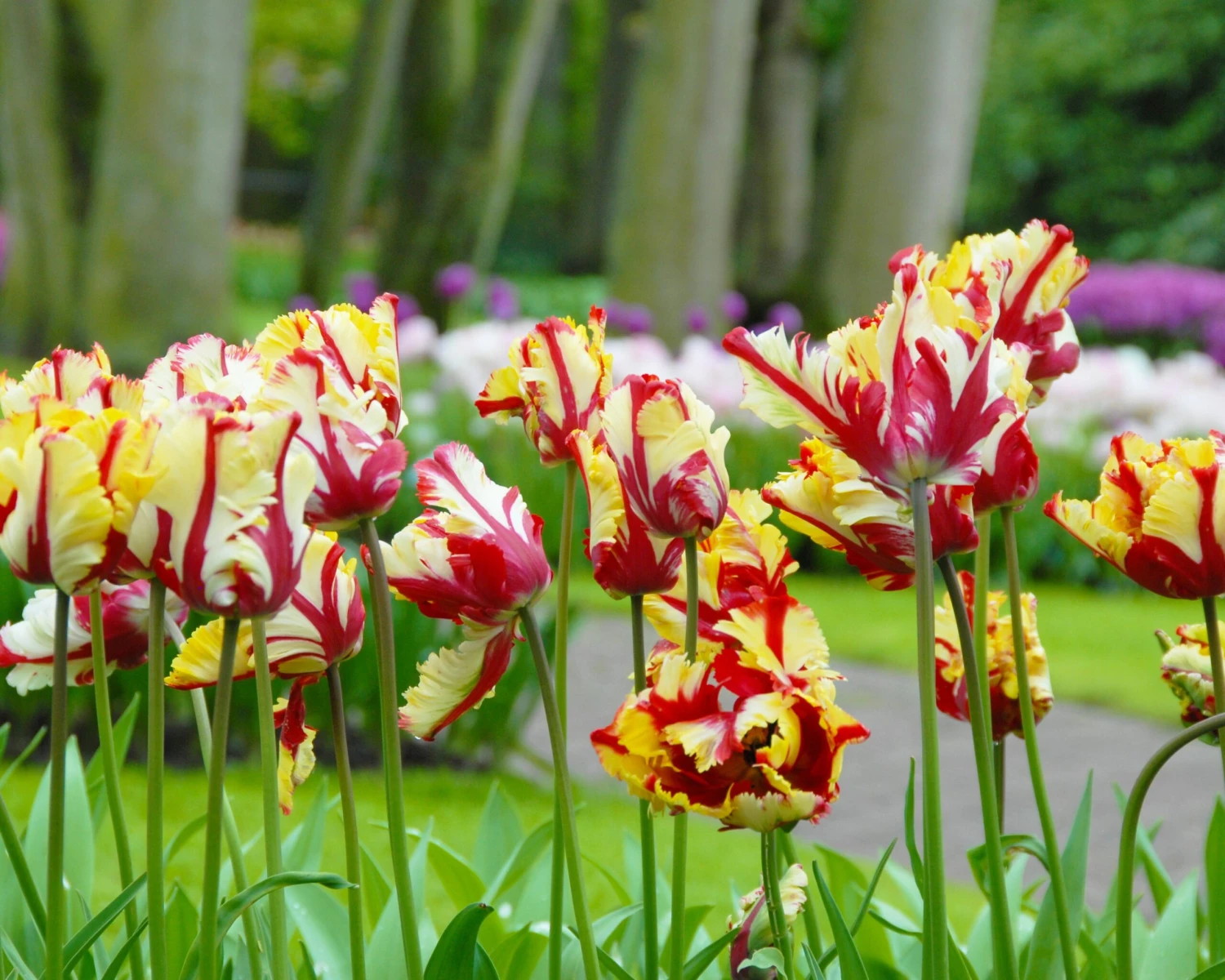 Tulip 'Flaming Parrot' - Image 2