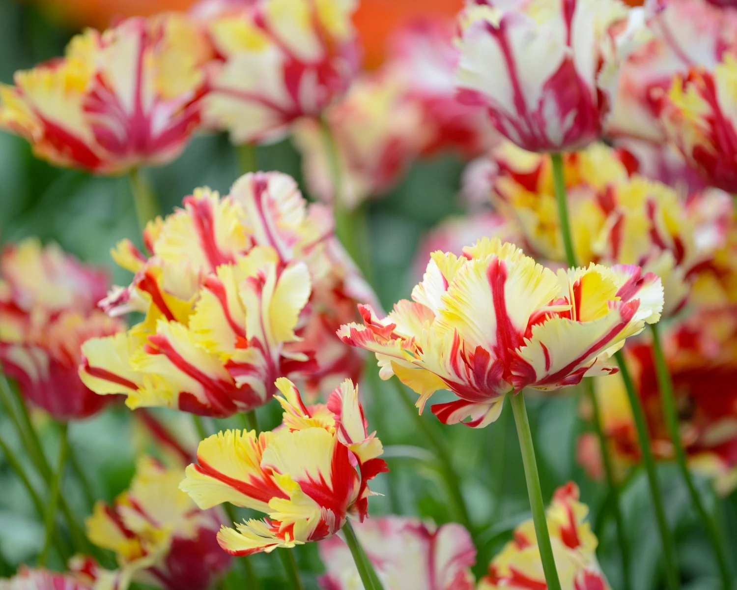 Tulip 'Flaming Parrot' - Image 5